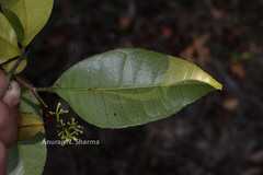 Zanthoxylum ovalifolium